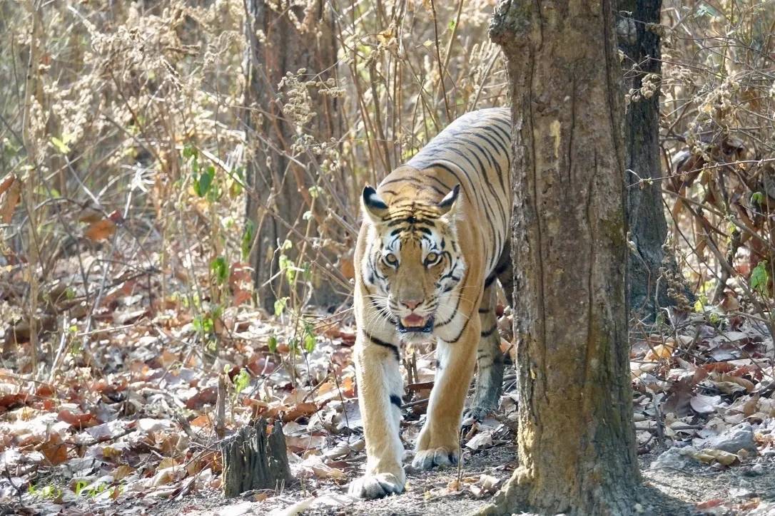 A tiger walking through the woods near trees.