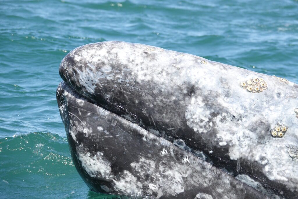 A gray whale is swimming in the water.