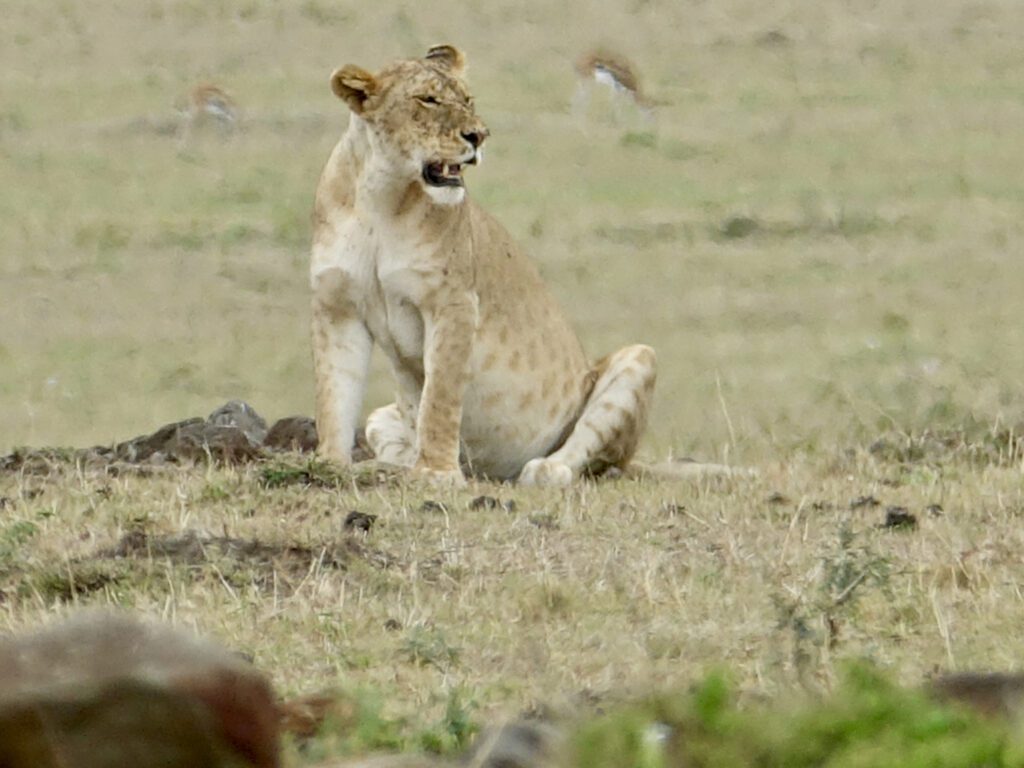 A lion cub sitting in the grass looking at something.