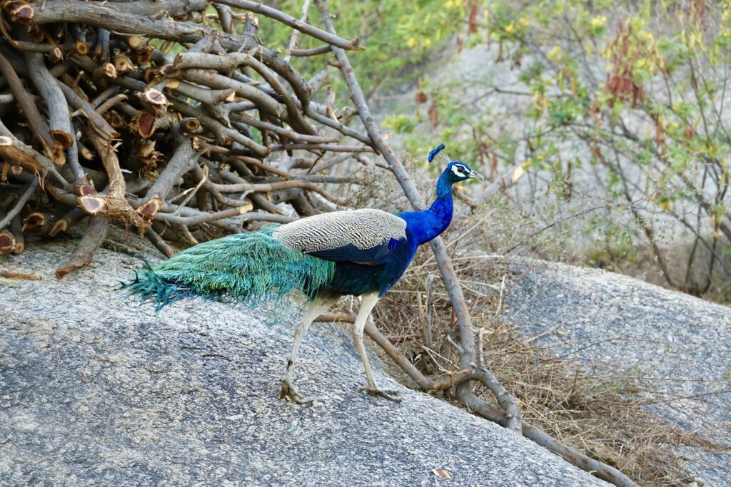 A peacock is walking on the rocks near some branches.