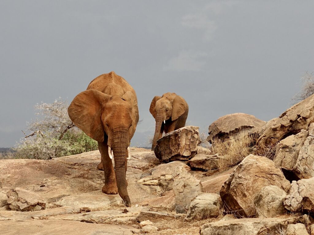 Two elephants walking on a rocky path in the wild.