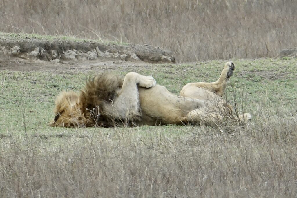 A green and blue clock with the time 1 2 : 3 0.