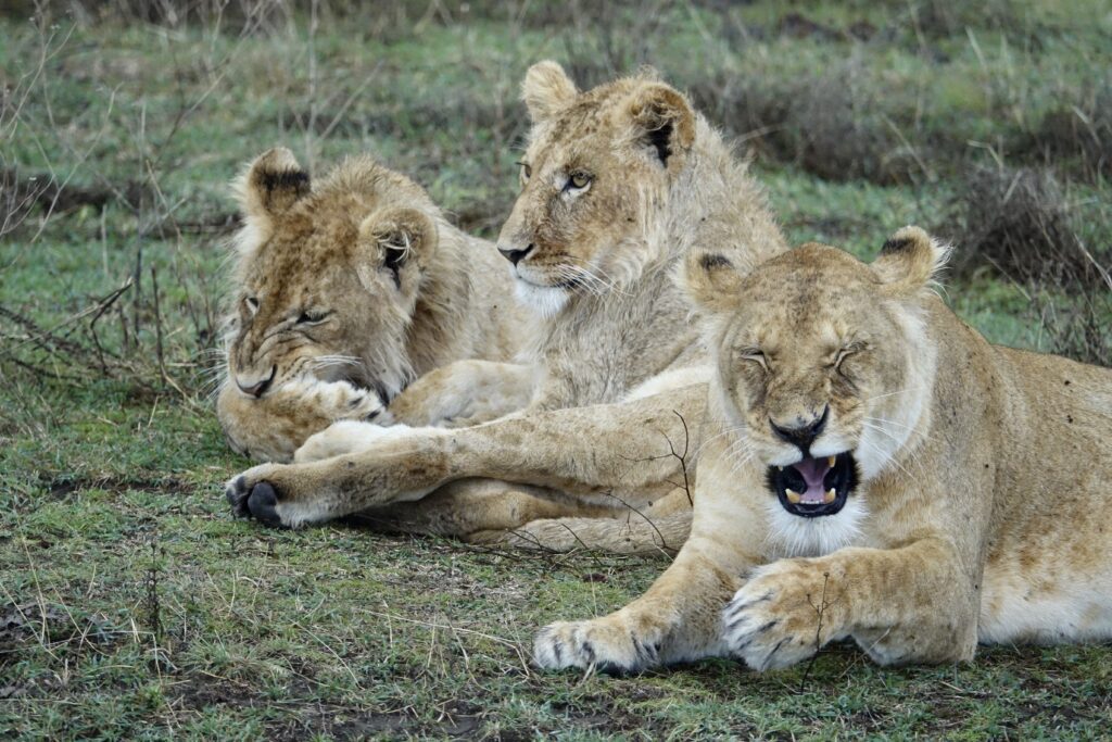 A green and blue clock with the time 1 2 : 3 0.