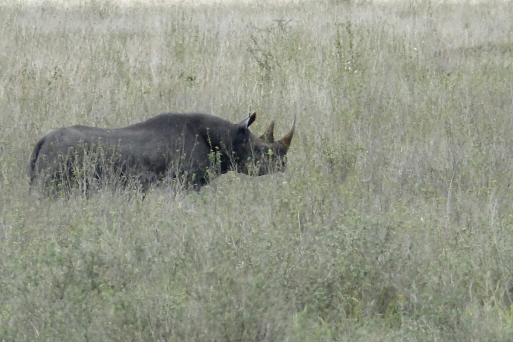 A rhino walking through tall grass in the wild.