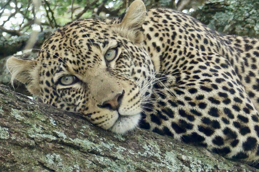 A green and blue clock with the time 1 2 : 3 0.