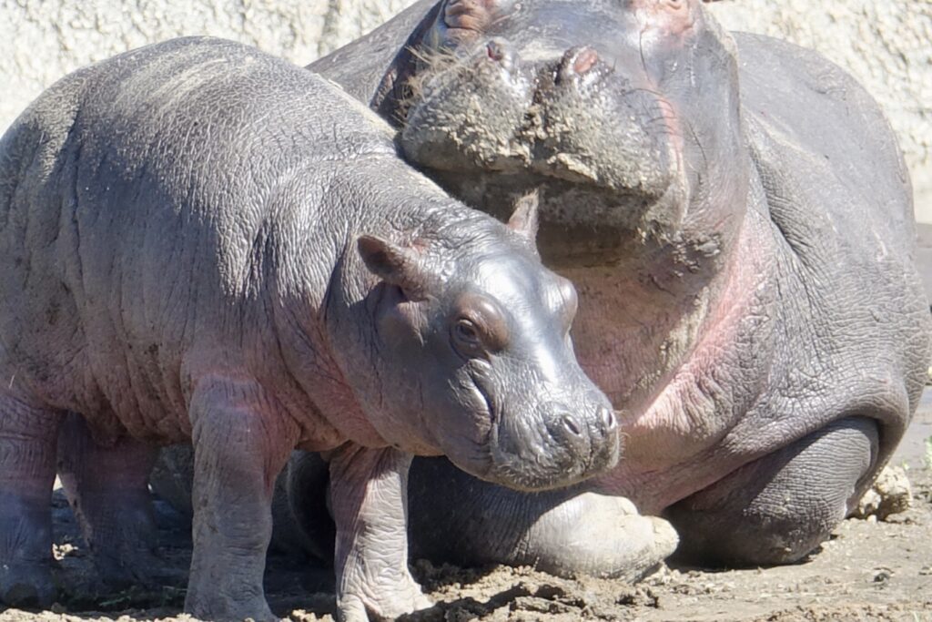 A green and blue clock with the time 1 2 : 3 0.