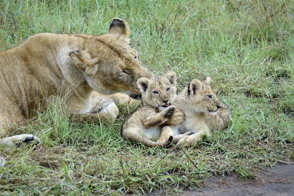 A green and blue clock with the time 1 2 : 3 0.
