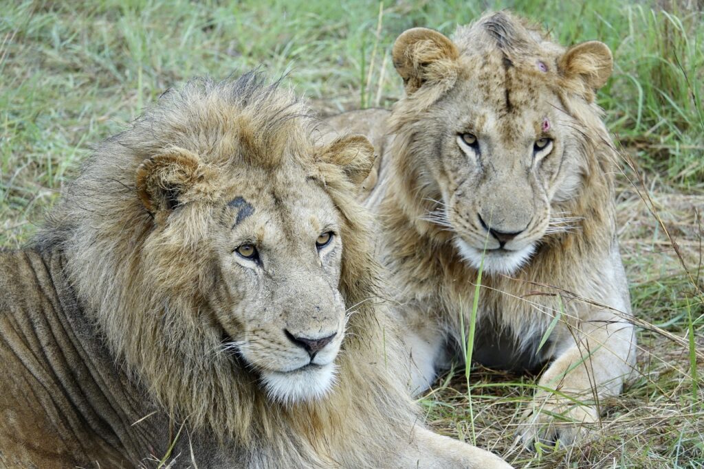 A green and blue clock with the time 1 2 : 3 0.
