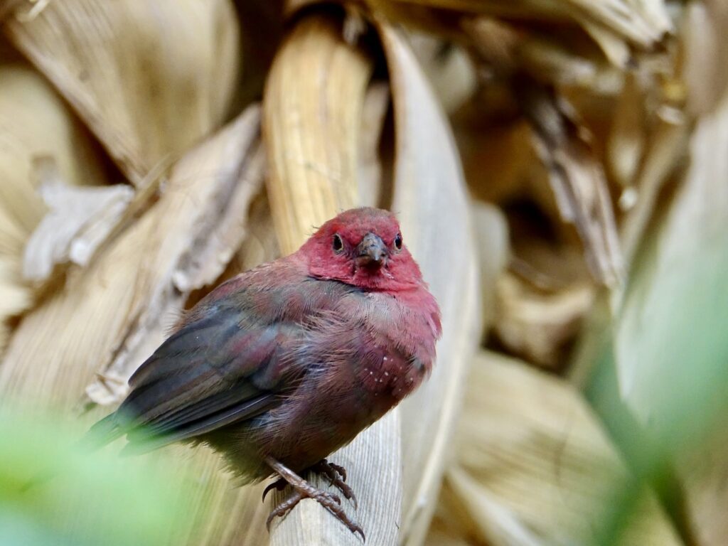 A green and blue clock with the time 1 2 : 3 0.