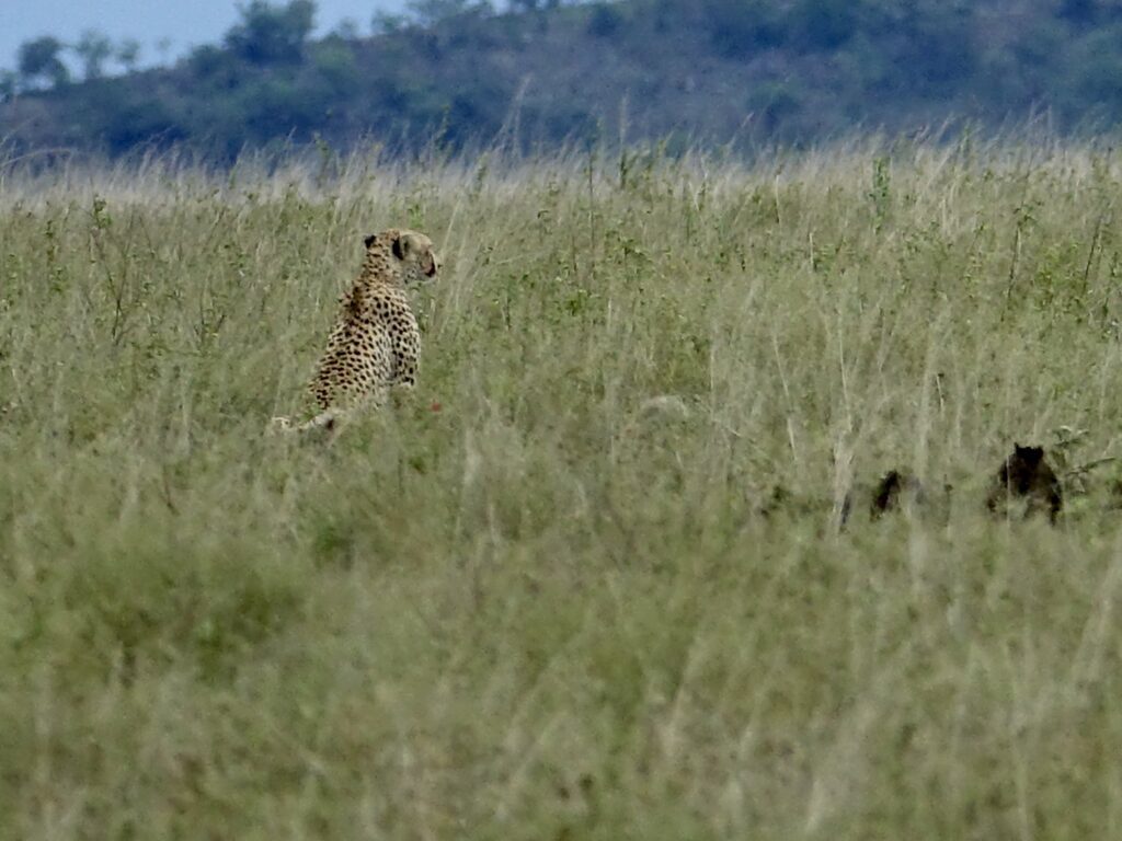 A green and blue clock with the time 1 2 : 3 0.