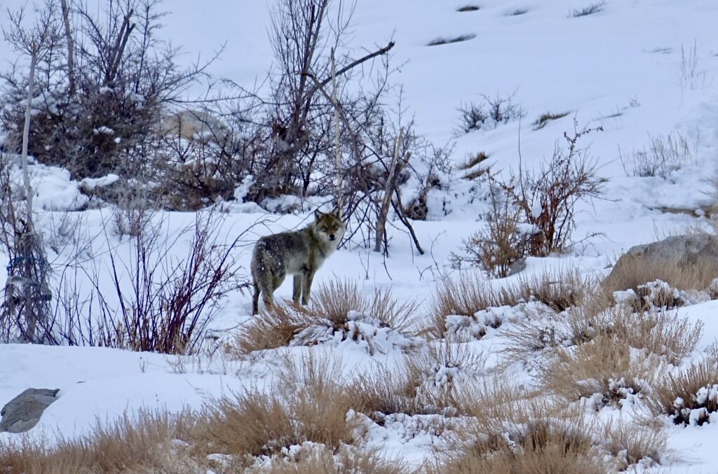 A green and blue clock with the time 1 2 : 3 0.