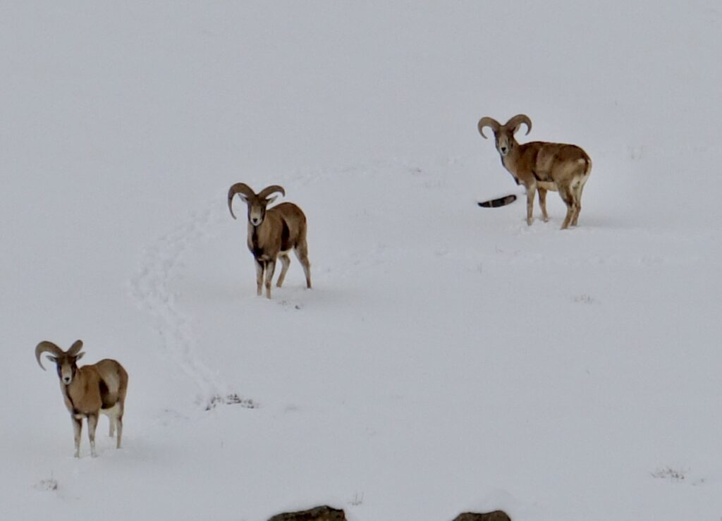 A green and blue clock with the time 1 2 : 3 0.