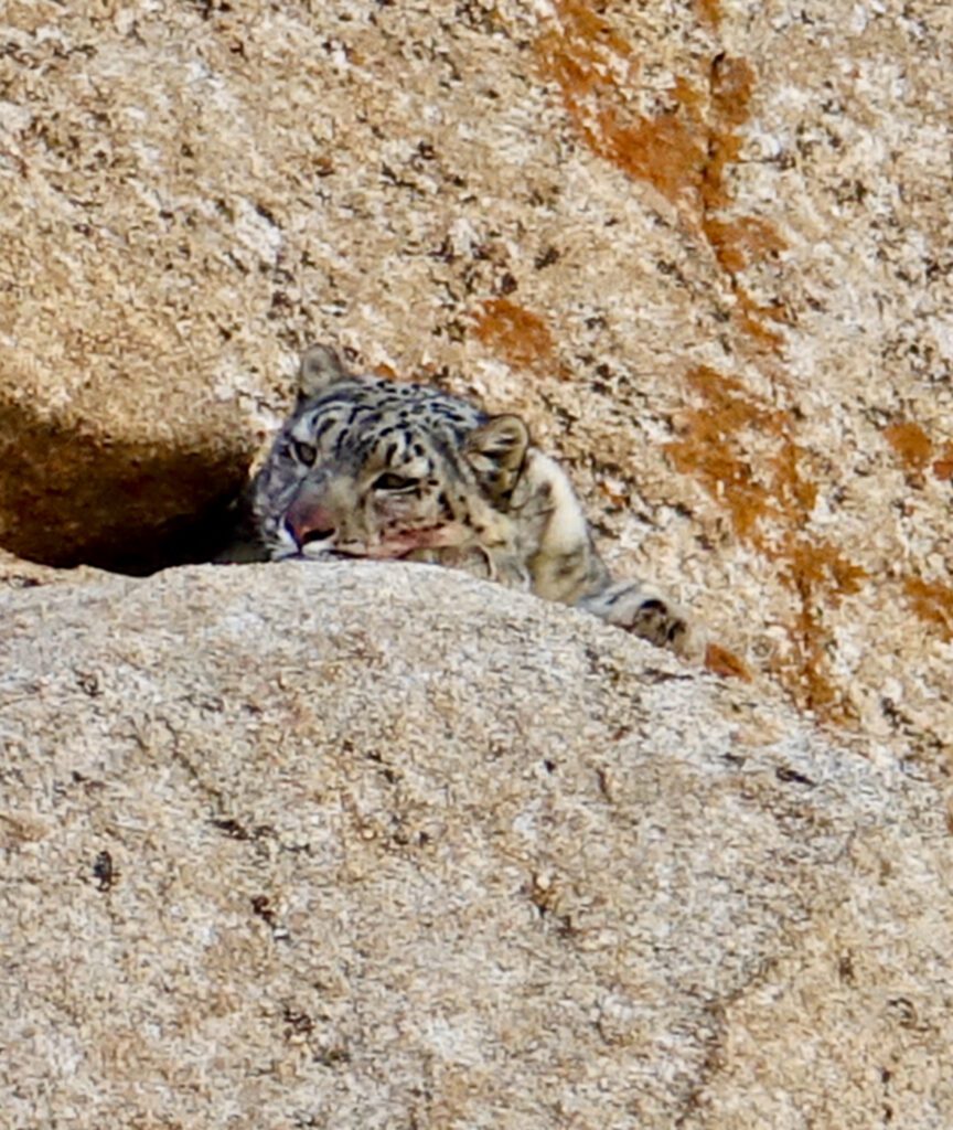 A green and blue clock with the time 1 2 : 3 0.