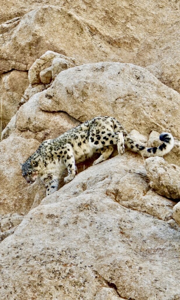 A snow leopard walking on top of some rocks