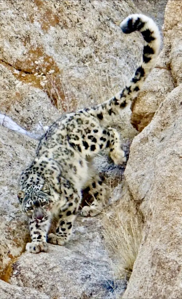 A green and blue clock with the time 1 2 : 3 0.