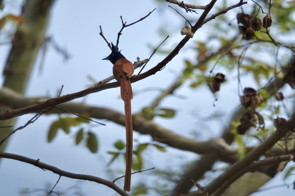 A green and blue clock with the time 1 2 : 3 0.