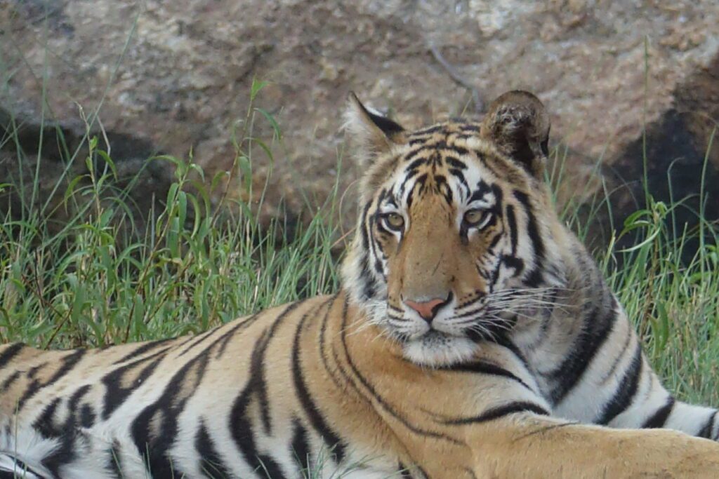 A green and blue clock with the time 1 2 : 3 0.