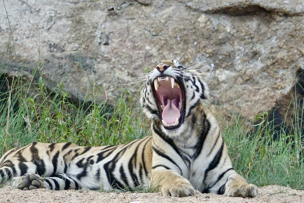 A tiger laying on the ground with its mouth open.