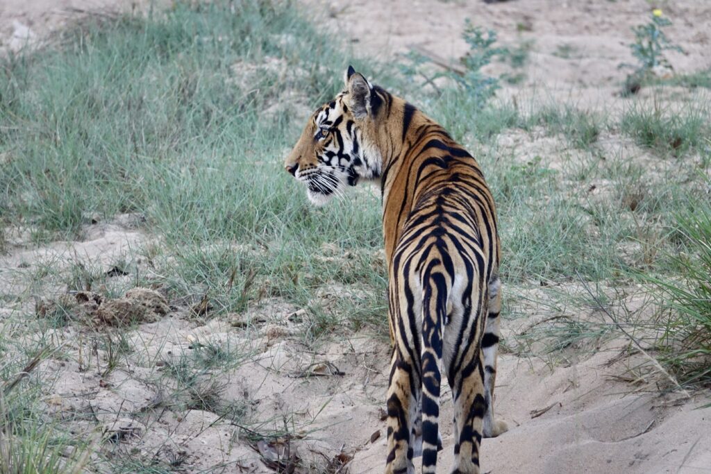 A green and blue clock with the time 1 2 : 3 0.