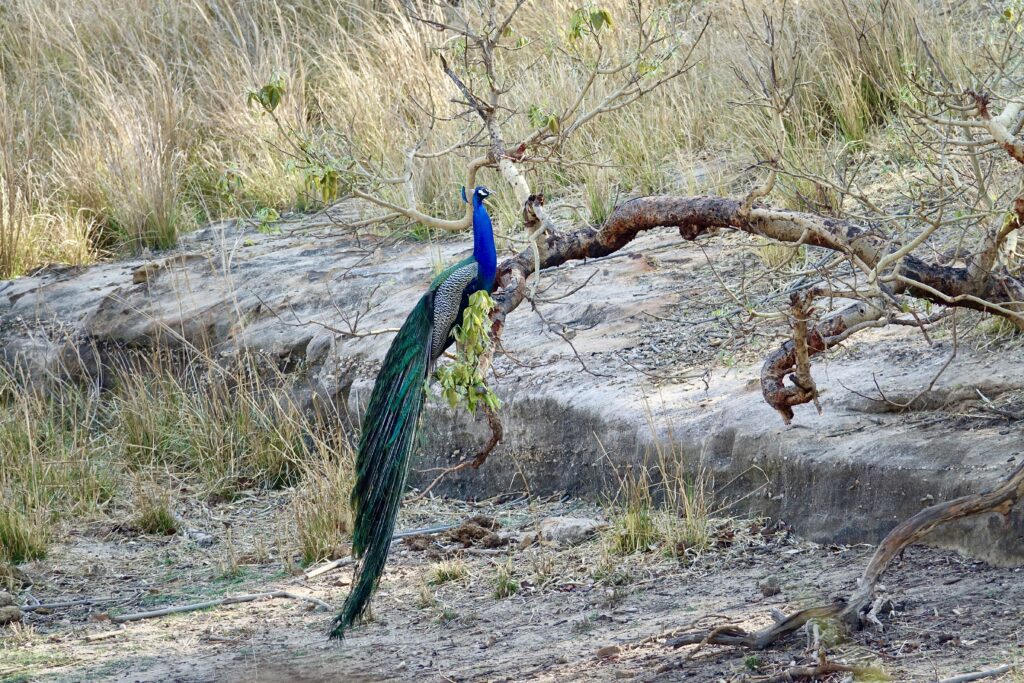 A green and blue clock with the time 1 2 : 3 0.