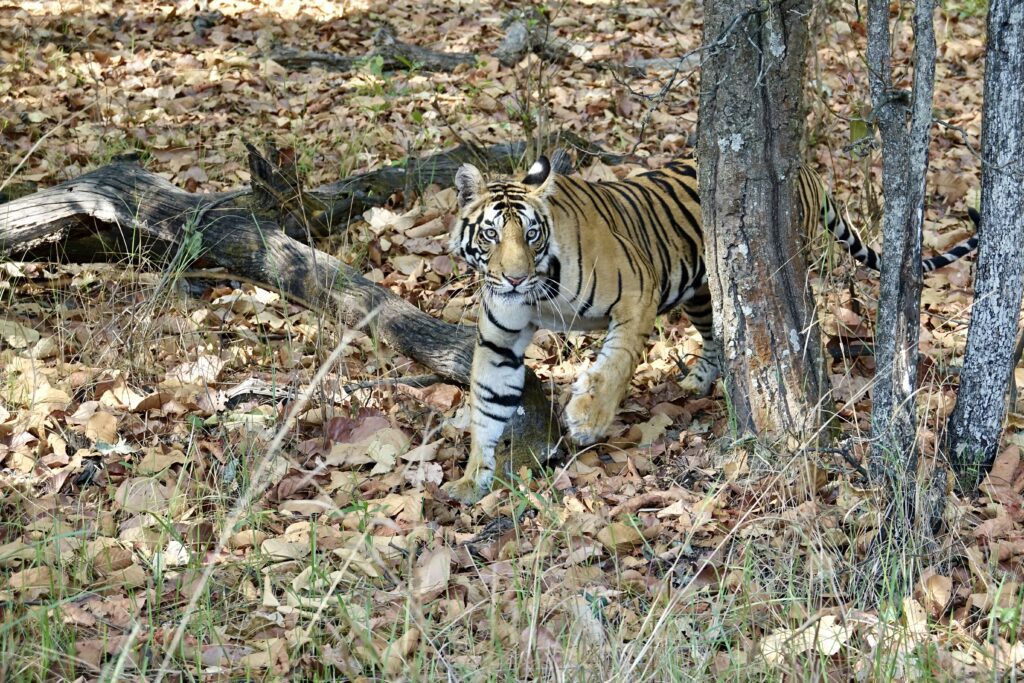 A green and blue clock with the time 1 2 : 3 0.