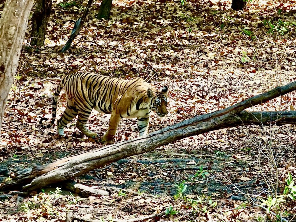 A green and blue clock with the time 1 2 : 3 0.