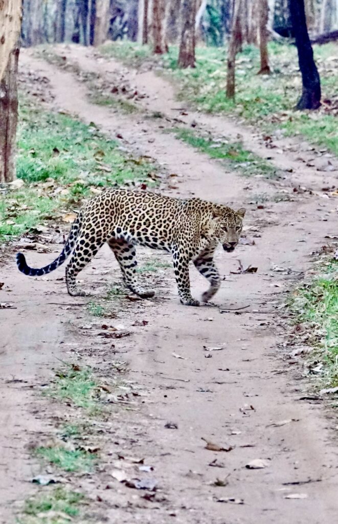A green and blue clock with the time 1 2 : 3 0.