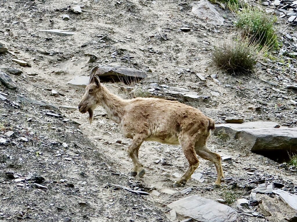 A goat walking on the ground in the dirt.