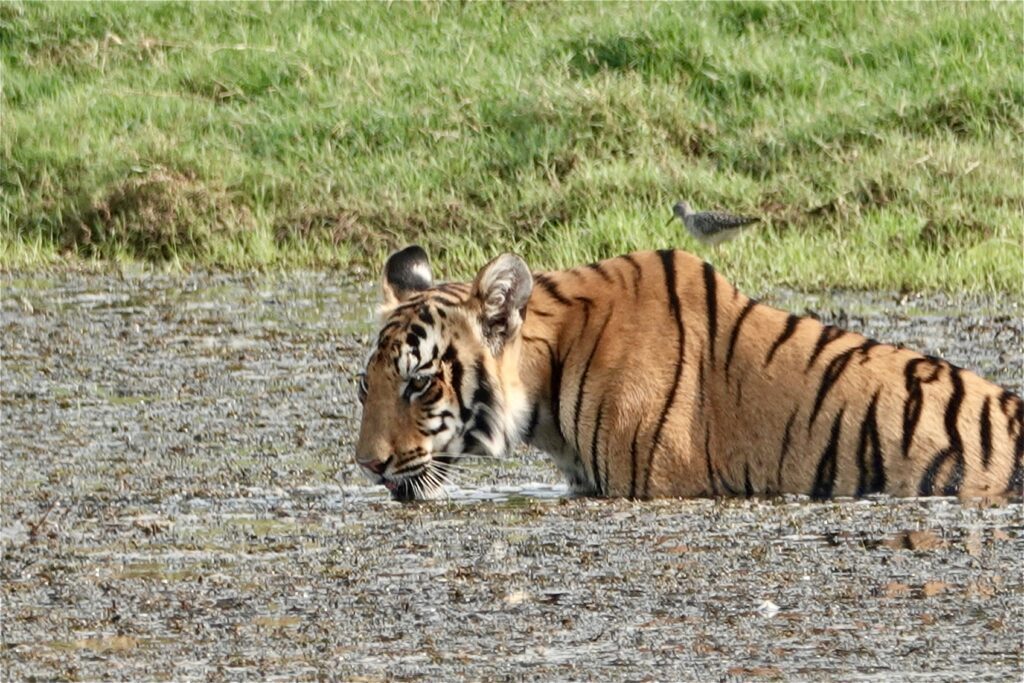 A tiger gently nuzzles its cub in a grassy area.