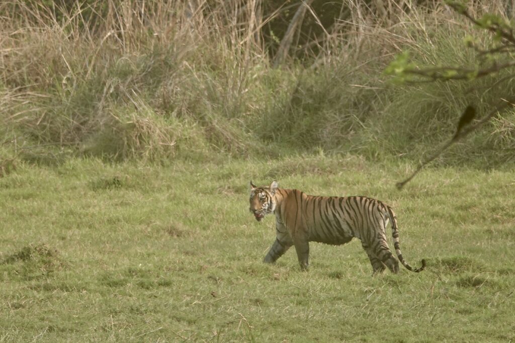 A tiger walking on grass in a natural habitat.