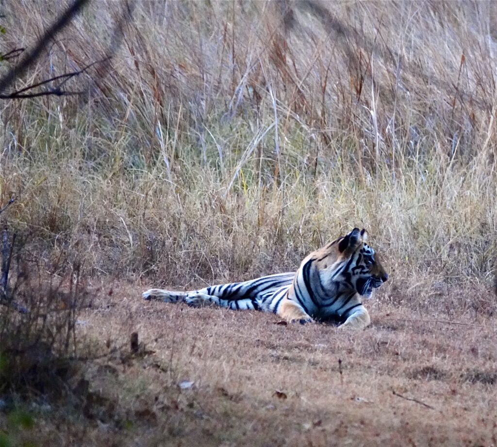 A tiger lying on the ground in a natural habitat.