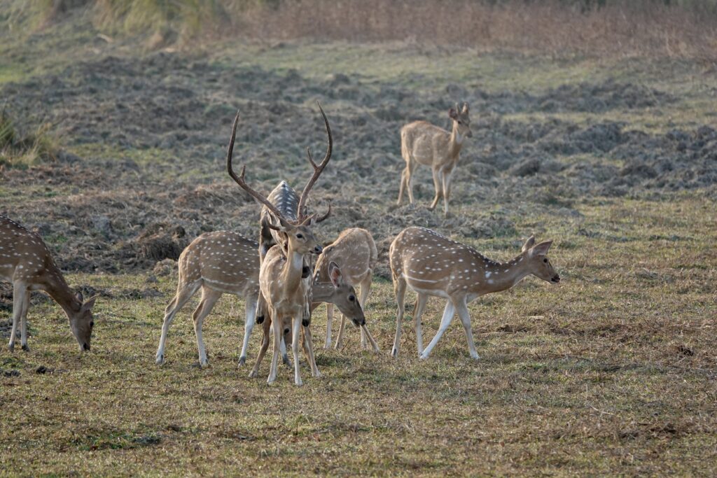 A group of deer grazing in a field with one stag standing alert.