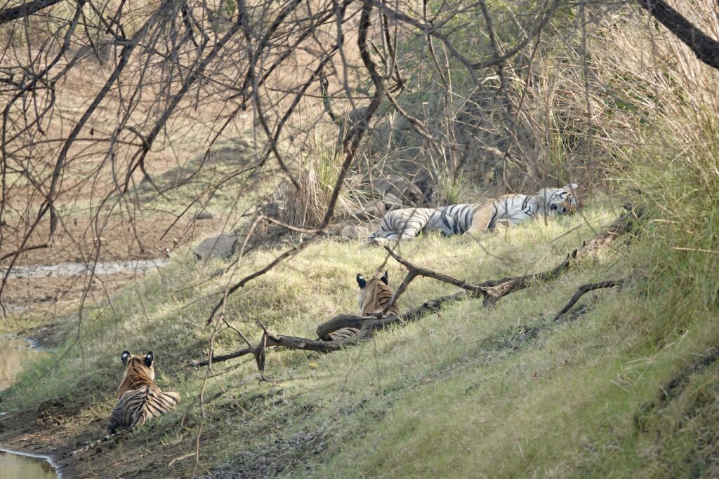 A tiger prowling in dry grass near a fallen tree branch.