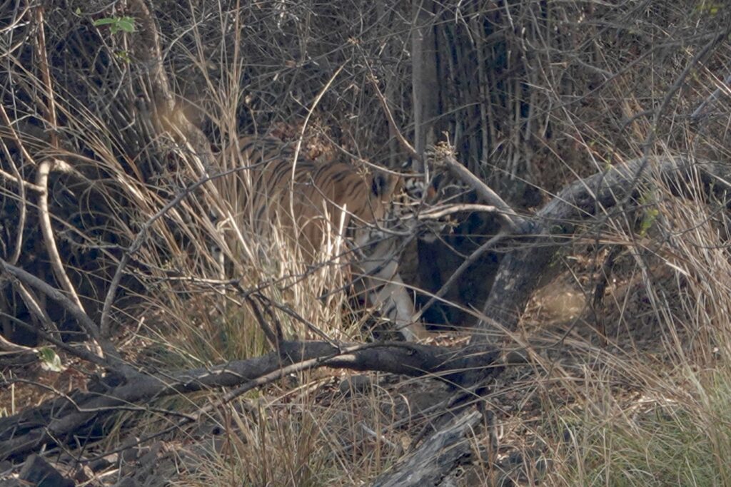 A wild bobcat camouflaged in dry grass and brush.