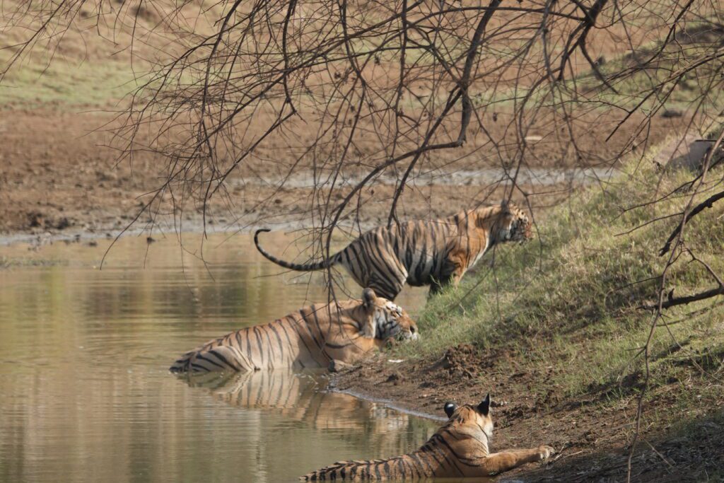 Deer resting and drinking by a calm riverside under bare tree branches.