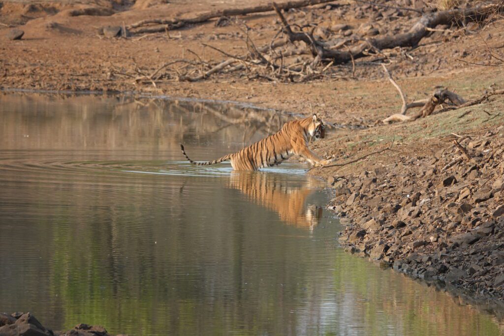 Tiger drinking water from a calm river in a dry landscape.