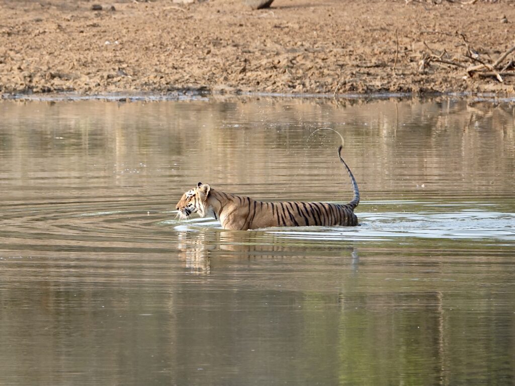 A tiger wading through water in its natural habitat.