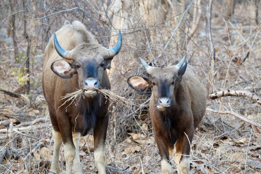 Two wild Indian gaur standing on rocky terrain.