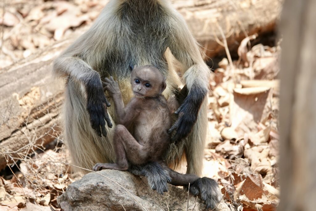 A baby monkey clings to its mother in a natural setting.