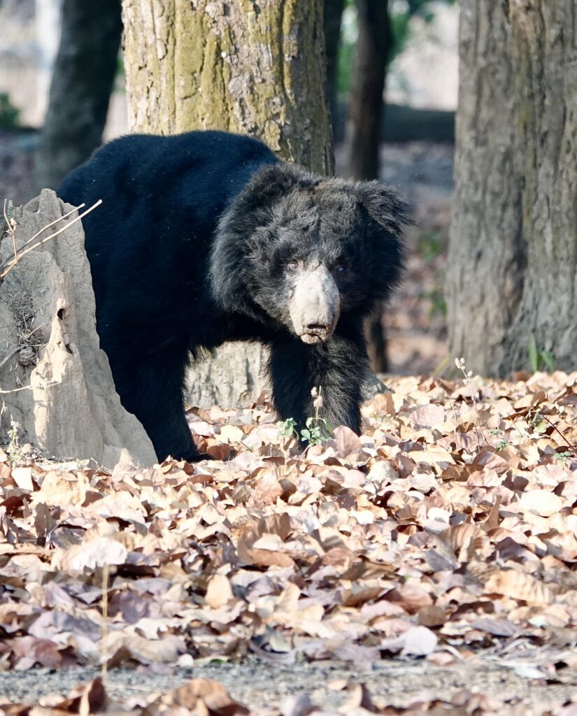 A bear with a pale face stands among fallen leaves in a forest.