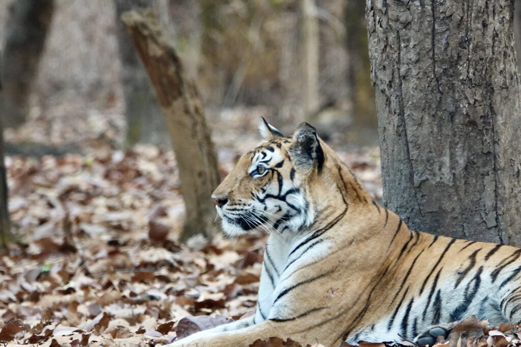 A tiger resting on the forest floor covered with dry leaves.