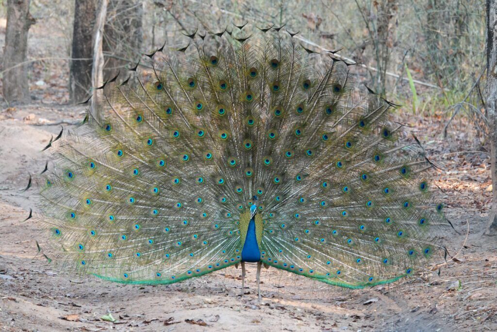A peacock displaying its vibrant, colorful tail feathers in a natural setting.