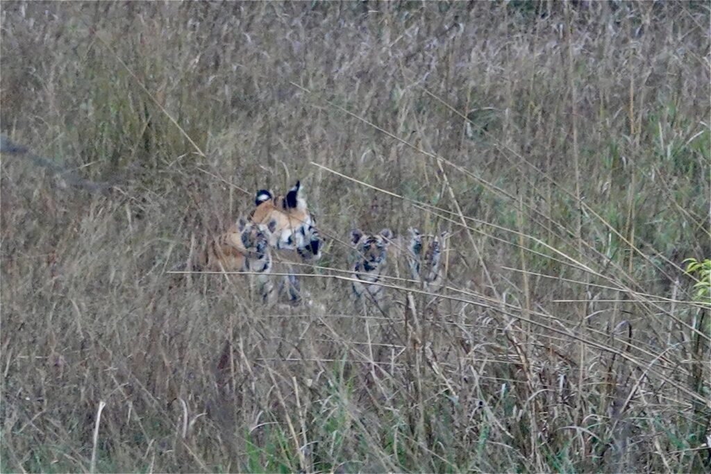 A dog peeks through tall grass in a natural setting.