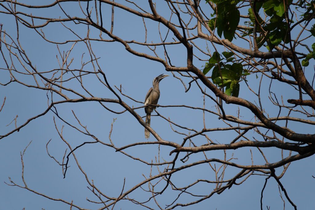A bird perched on bare tree branches against a clear blue sky.