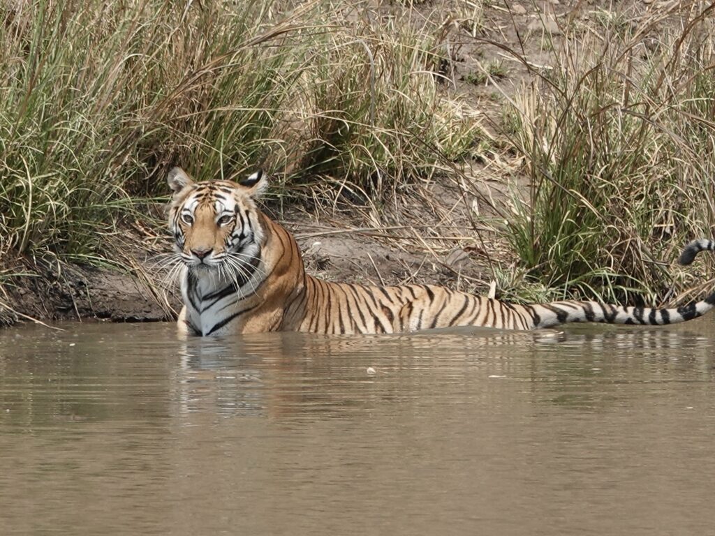 A tiger cooling off in a water body surrounded by tall grass.