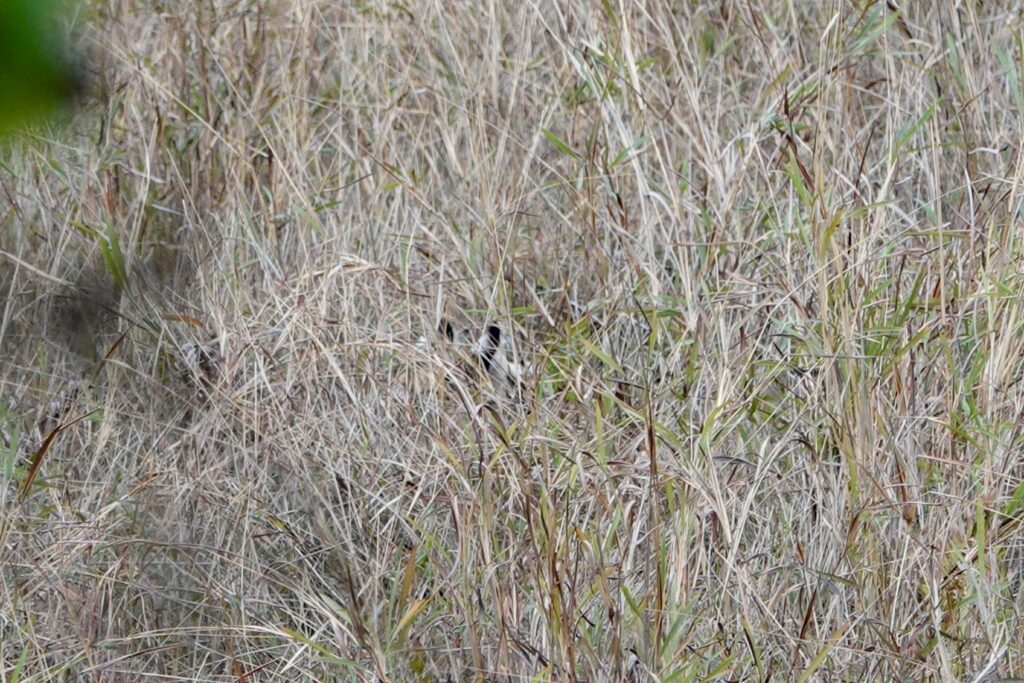 A bird camouflaged among tall dry grass.