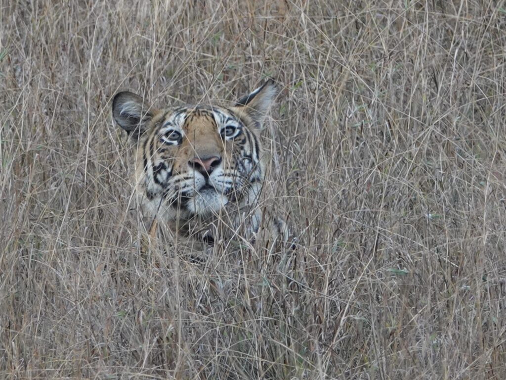 Tiger peeking through dry grass in its natural habitat.