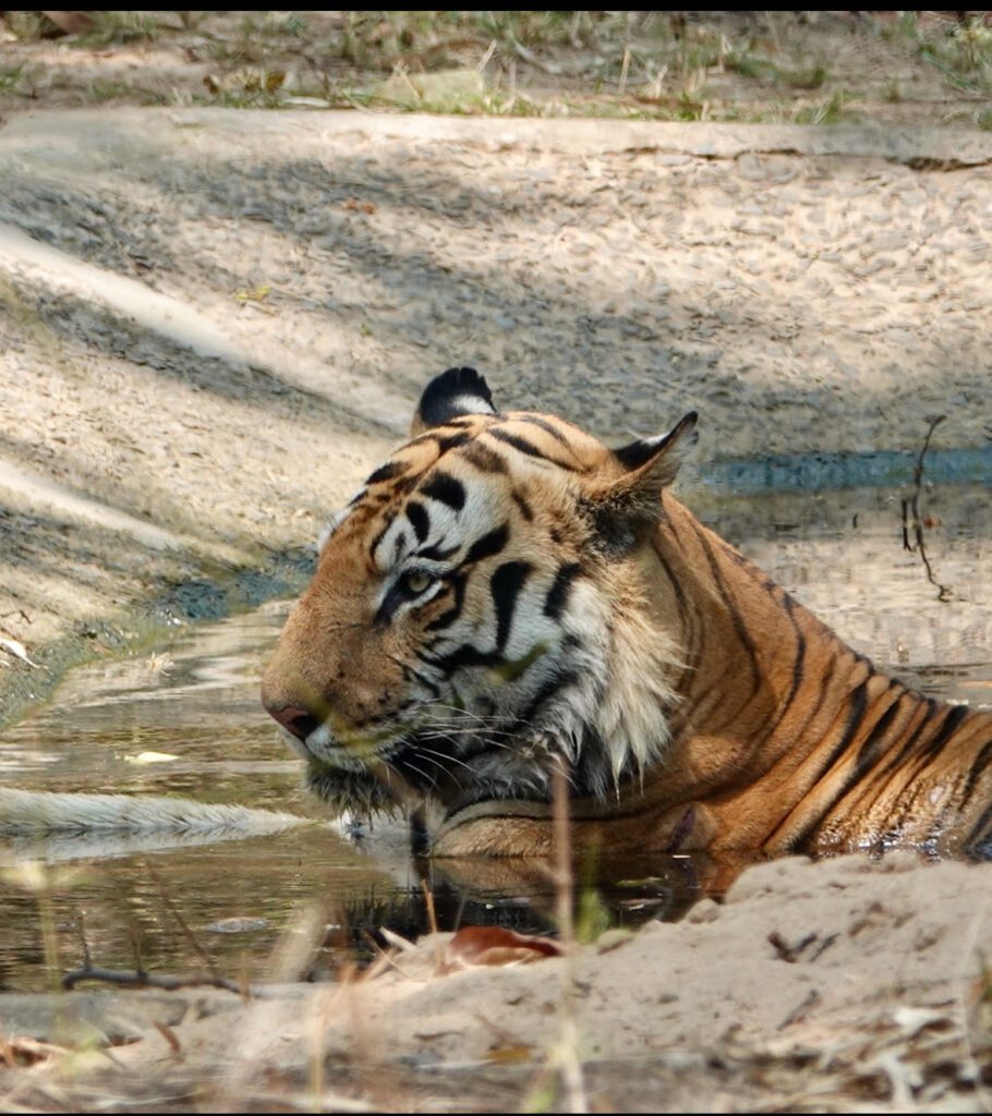 A tiger drinking water from a shallow stream in a natural habitat.