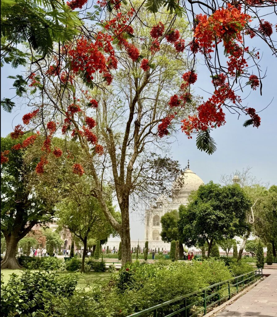 A tall tree with red flowers in a sunny park setting.