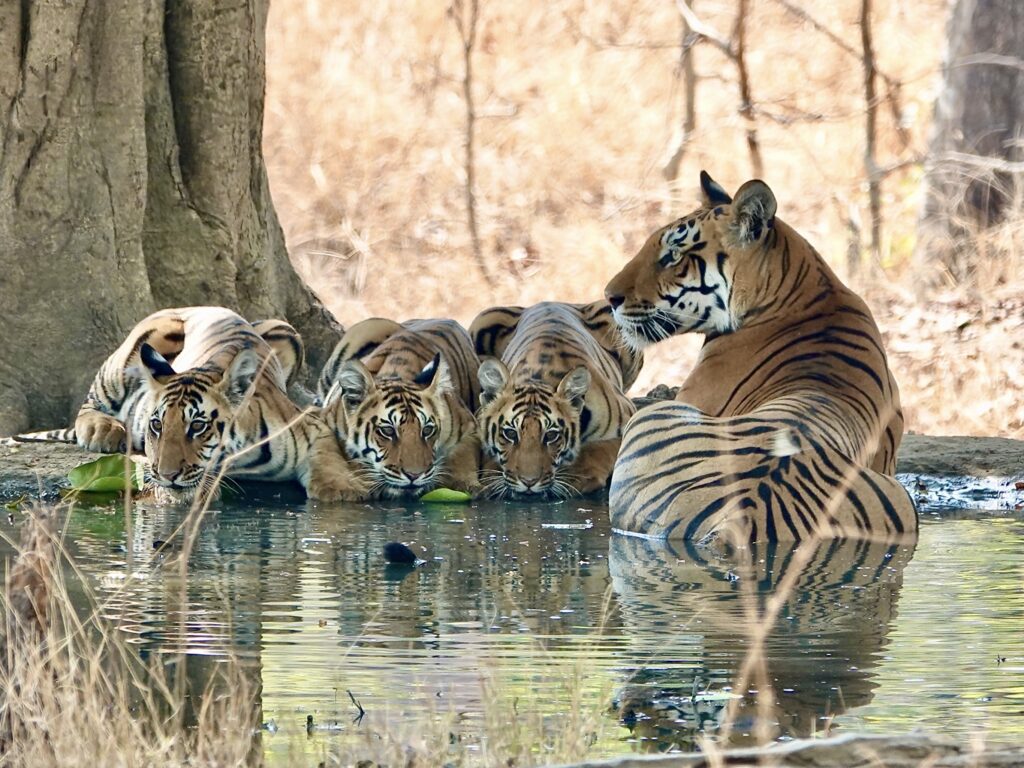 A tiger and her cubs drinking water by a forest pond.
